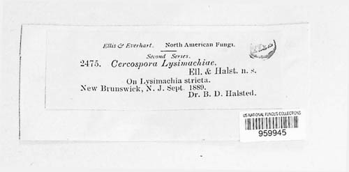 Pseudocercospora lysimachiae image